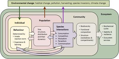 Linking animal behavior to ecosystem change in disturbed environments